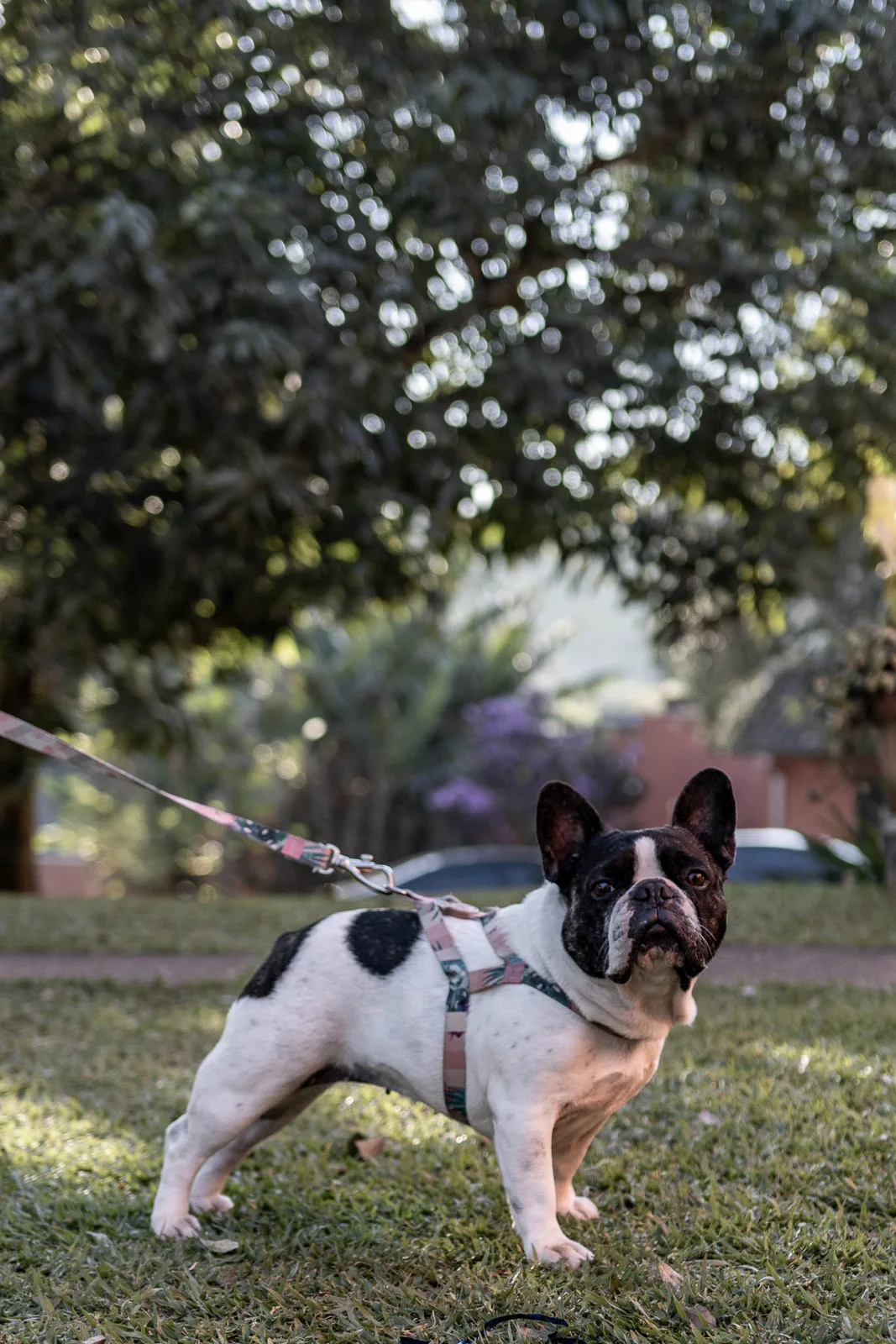 Maitê · 3 anos — fotografia 138
